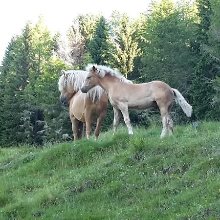 Zirbennest Apartamento Ebene Reichenau