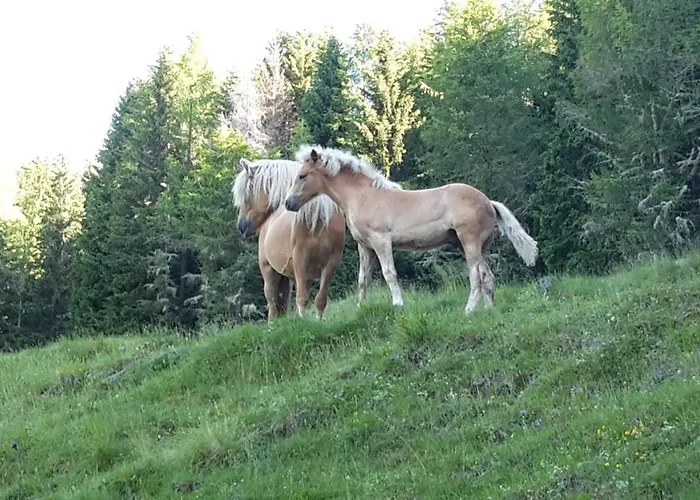 Zirbennest דירה Ebene Reichenau